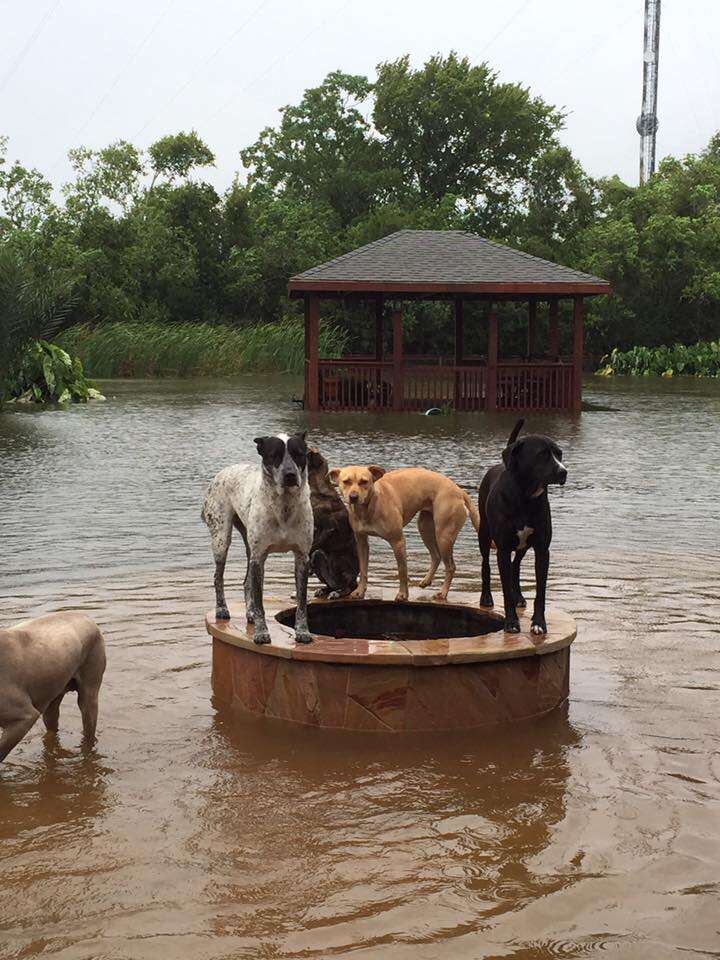 Hurricane Harvey rescue dogs