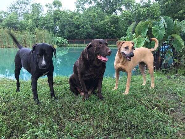Houston rescue dogs