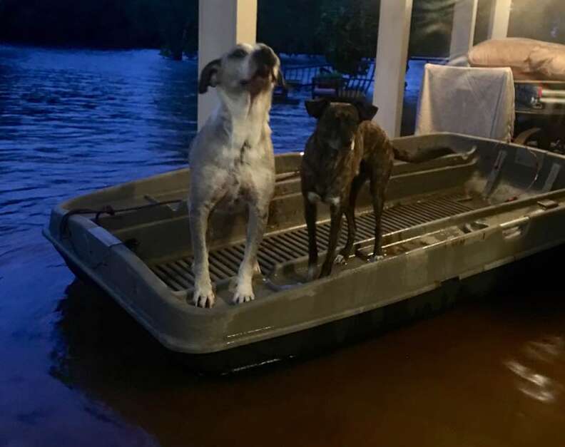 Hurricane Harvey rescue dogs