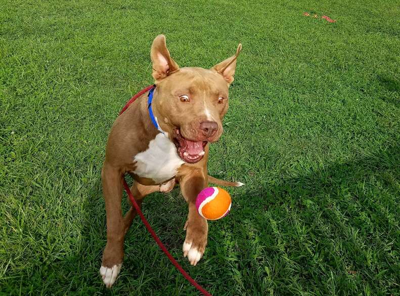 Family Donates Bucket Of Tennis Balls To Shelter In Memory Of Pet Dog The Dodo