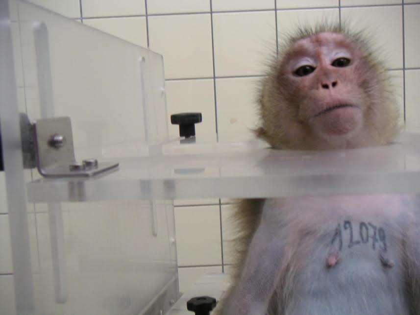 Monkey in testing lab