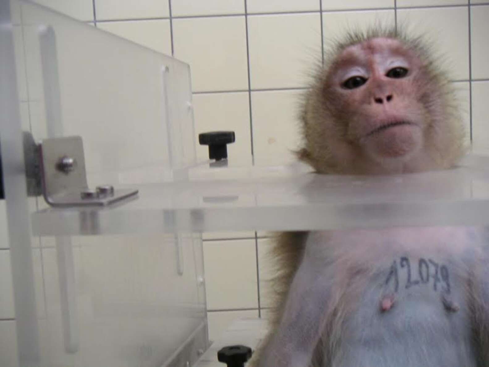 Monkey Farms Are Breeding Macaques To Be Used In Scientific Research ...