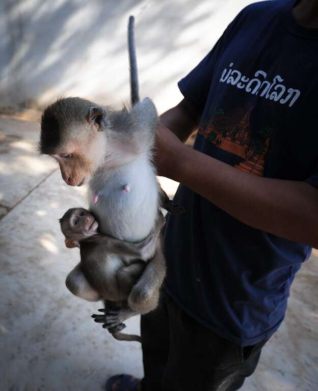 baby pigtail macaque