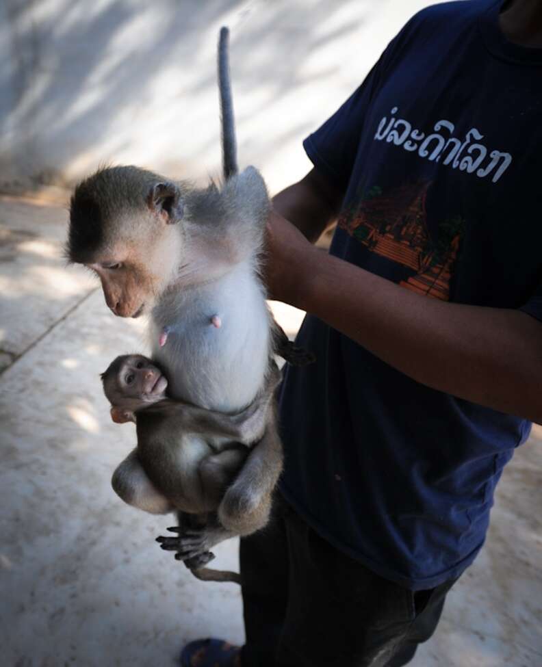 Baby macaque holding onto mother