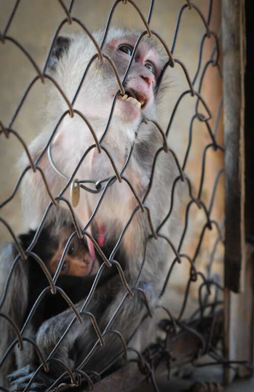 Captive macaques at breeding facility