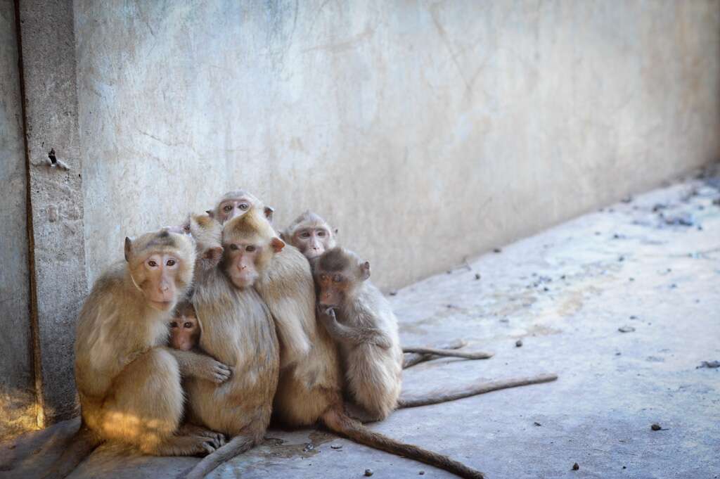Captive macaque monkeys at breeding farm