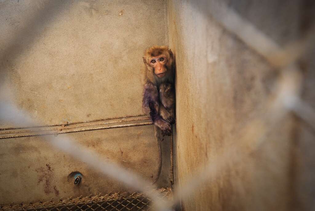 Captive macaque in breeding facility