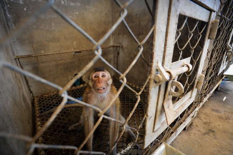 Macaque in breeding facility