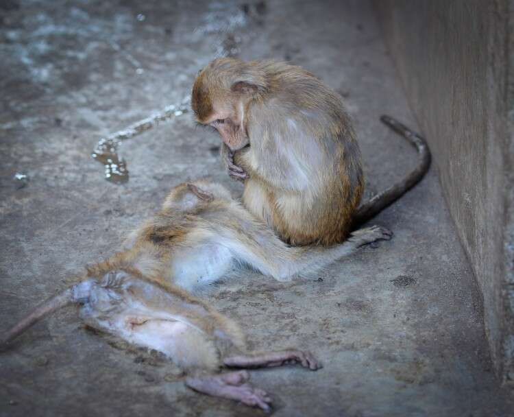 Captive macaque mourning dead friend