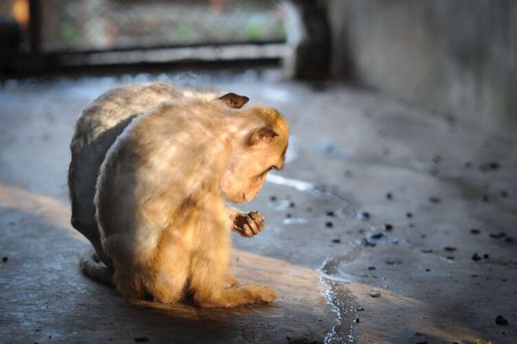 Macaques in breeding facility in Laos