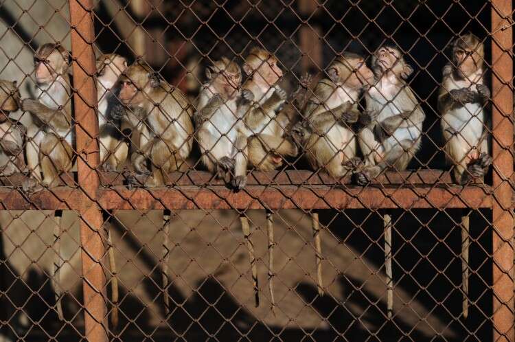Caged macaques at breeding facility in Laos