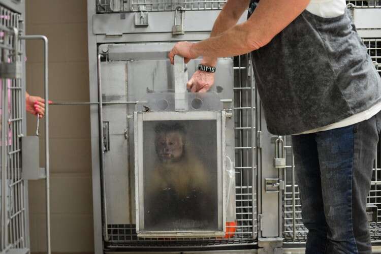 Monkey being rescued from lab