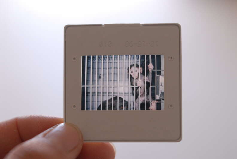 Photo of lab chimp