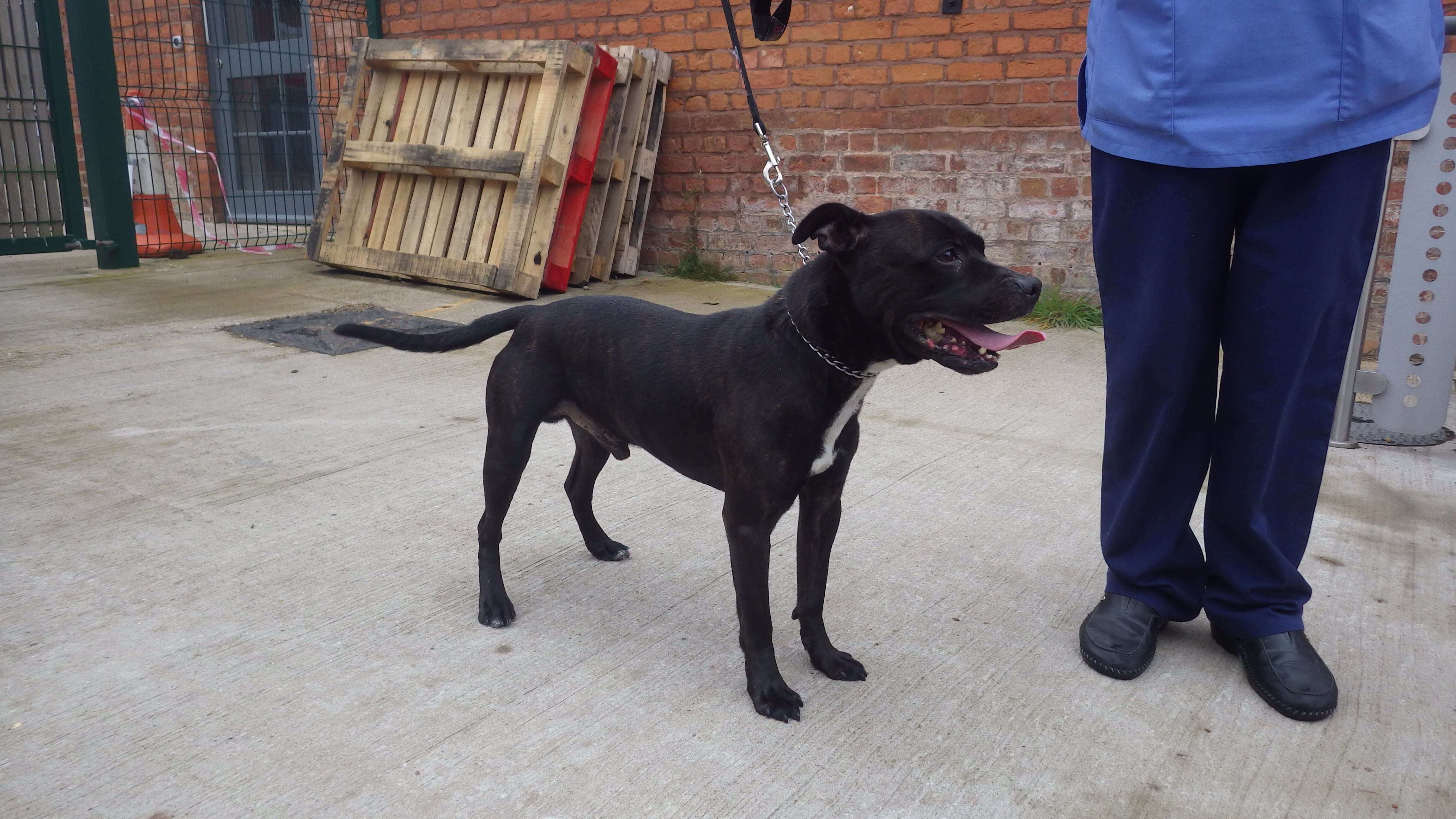 Dog Tied To Gate In The Middle Of Nowhere Is So Grateful To Be Saved ...