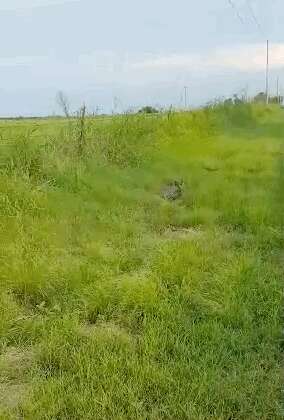 Woman Spots Injured Great Horned Owl And Knows She Has To Help - The Dodo