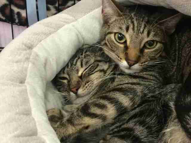 Kết quả hình ảnh cho cat together