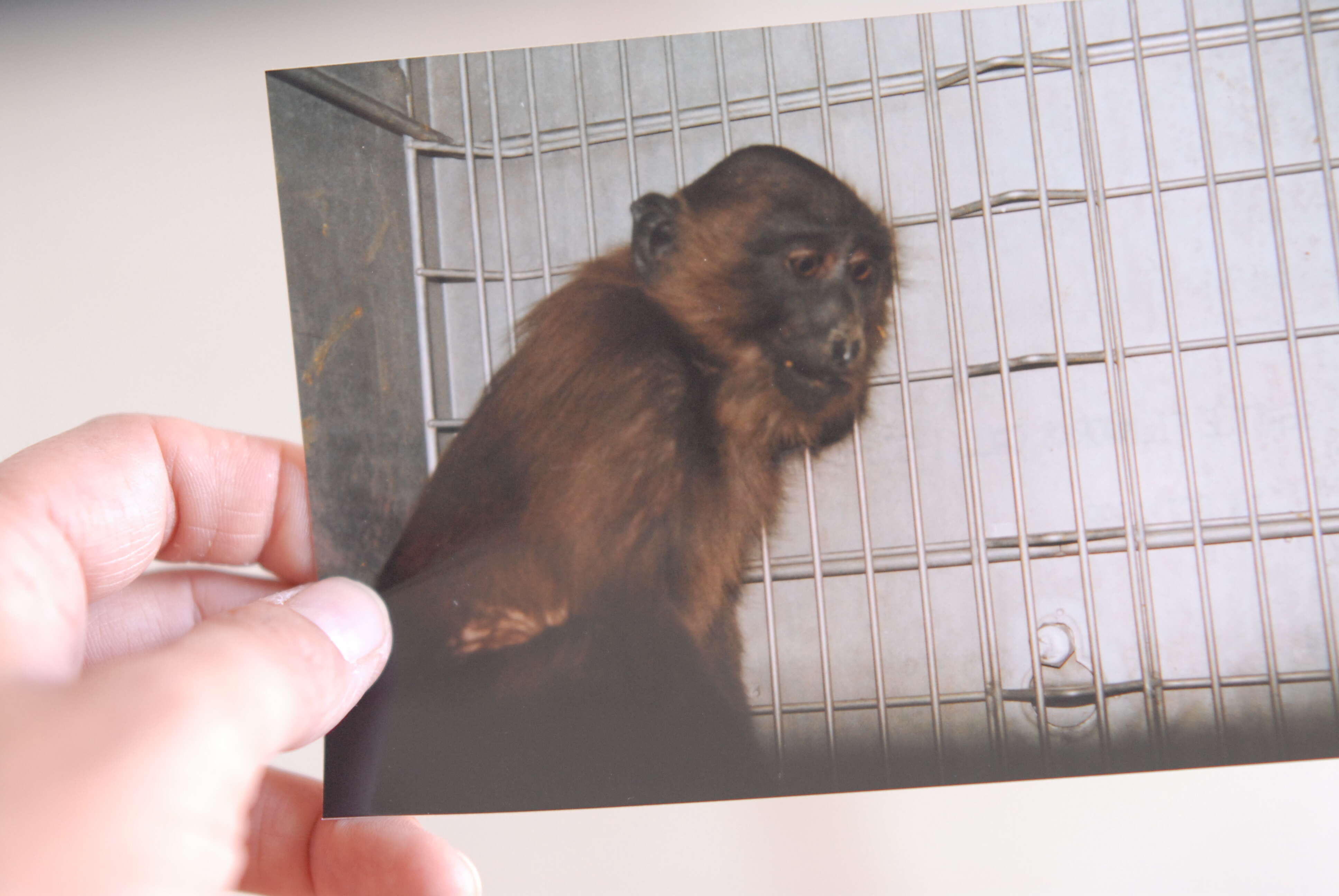 Photo of monkey in lab