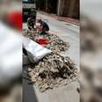 Man Finds Hundreds Of Shark Fins Piled In Middle Of Street