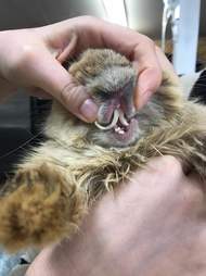 Neglected rabbit with overgrown teeth