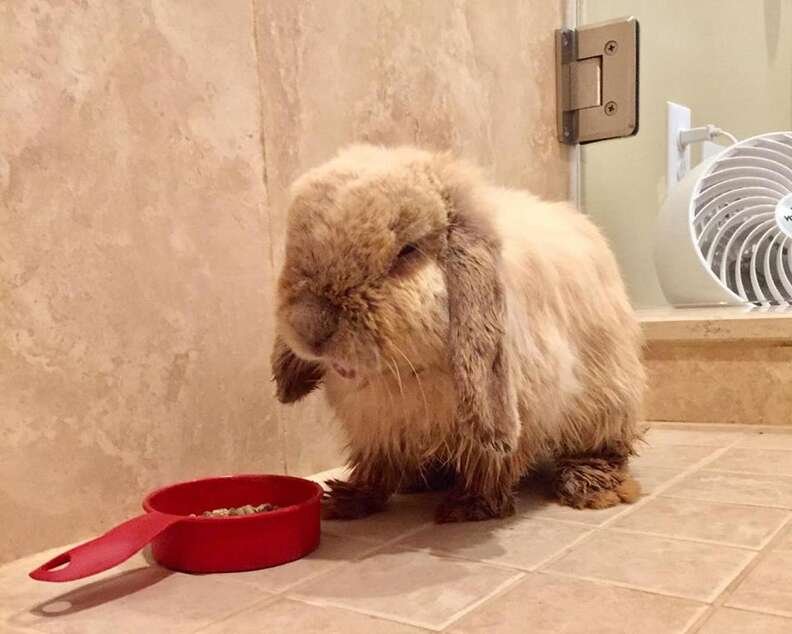 Rescued bunny rabbit eating