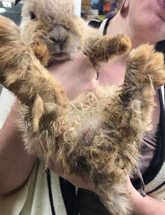 Woman holding up neglected rabbit