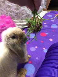 Rescued rabbit eating