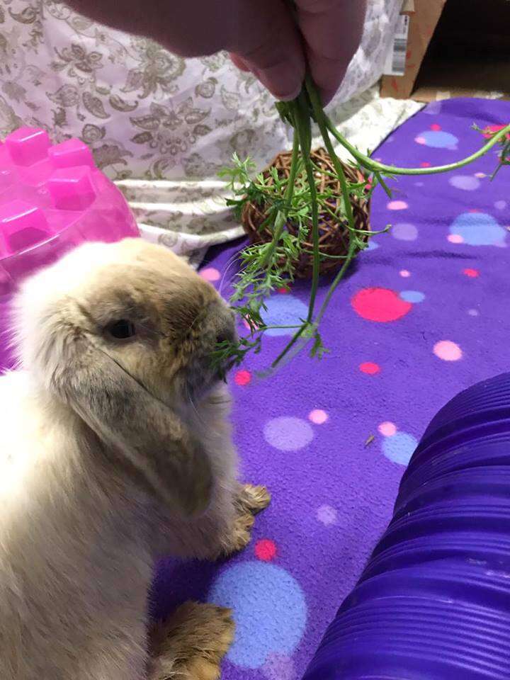 Rescued rabbit eating
