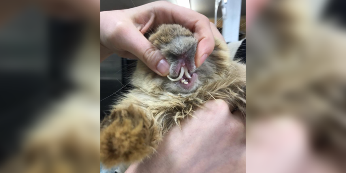 Overgrown Rabbit Teeth