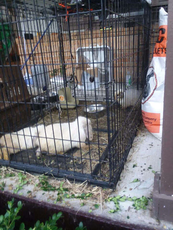 Neglected rabbits in dog crate