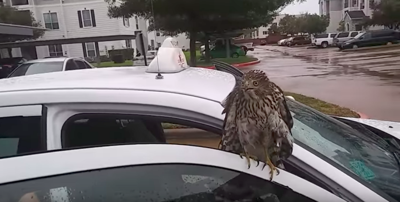 Hawk Caught In Hurricane Harvey Takes Shelter In A Taxi - The Dodo