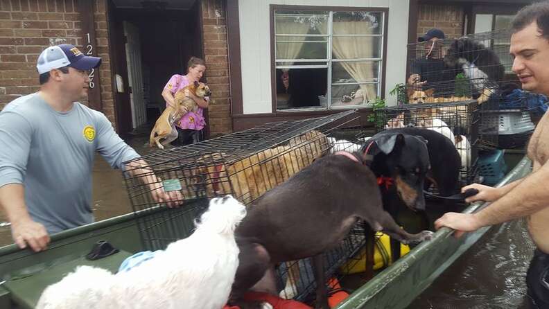 People rescuing dogs in flood