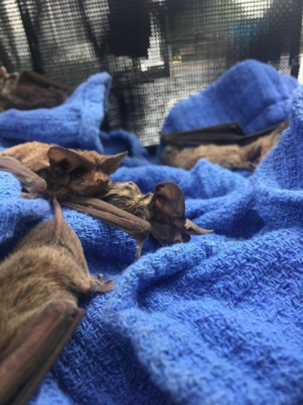 People Are Rushing To Rescue Bats Grounded By Hurricane Harvey The Dodo