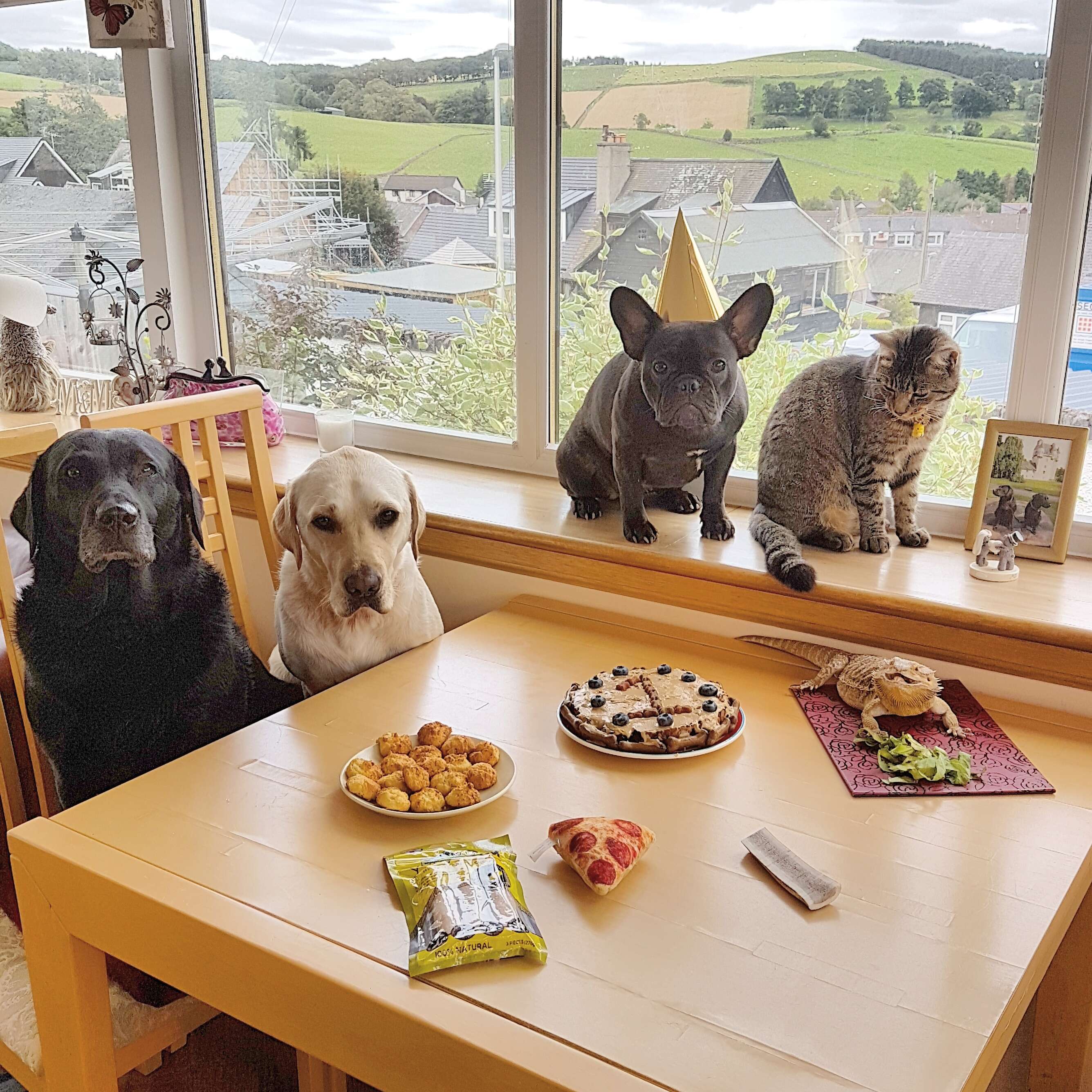 dog's first birthday party