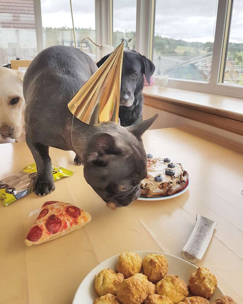 dog's first birthday party