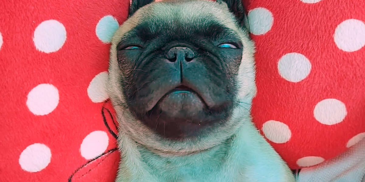 Pugs Know How To Relax - Videos - The Dodo