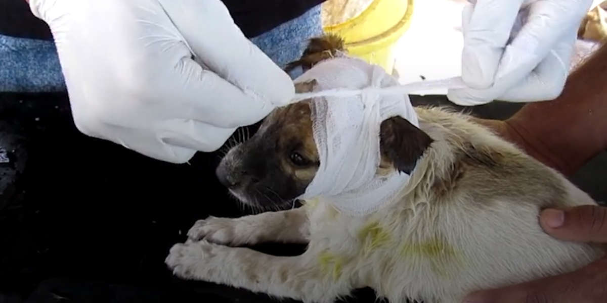 Puppies In Trouble Are So Happy These Heroes Came Along - Videos - The Dodo