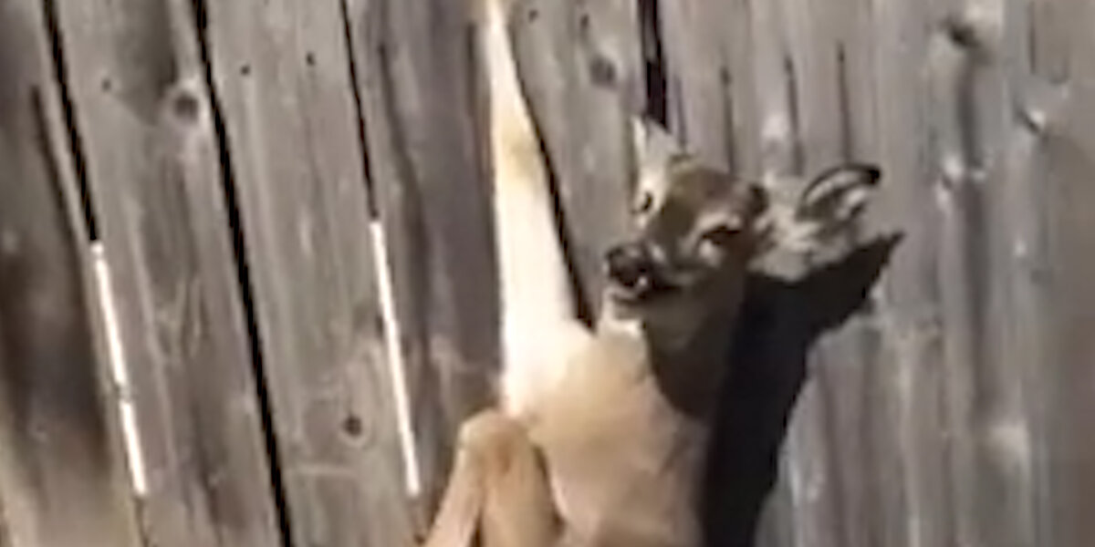 Guy Frees Deer From Fence - Videos - The Dodo