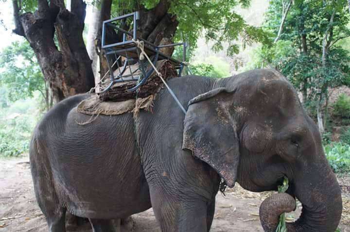 Elderly elephant forced to give rides