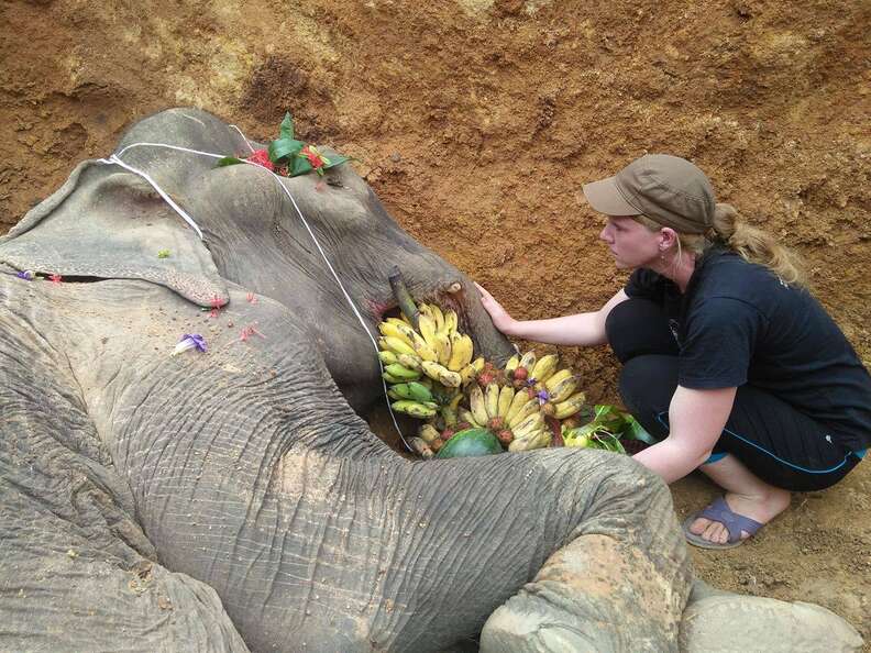 Rescuer mourns elephant she saved from trekking camp