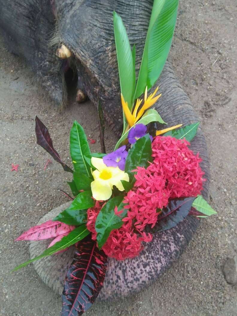 Elephant mourned with flowers at memorial