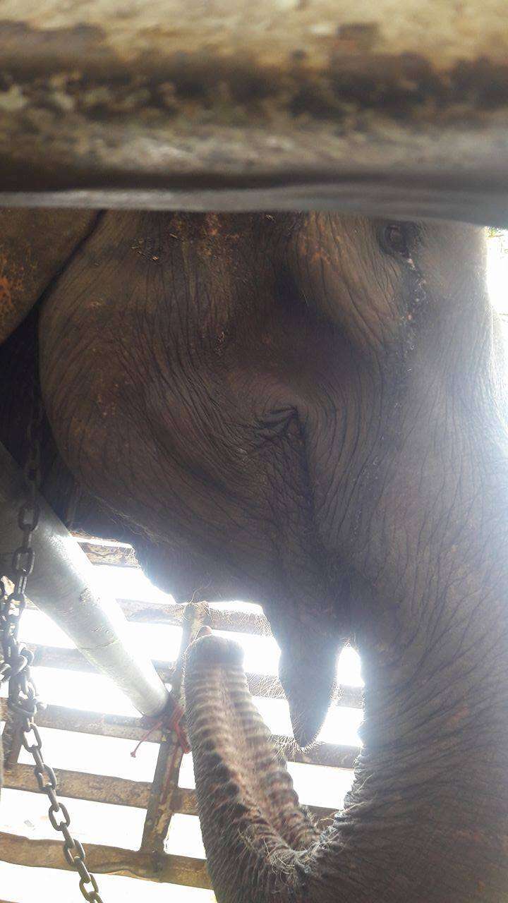 Elderly elephant forced to give rides