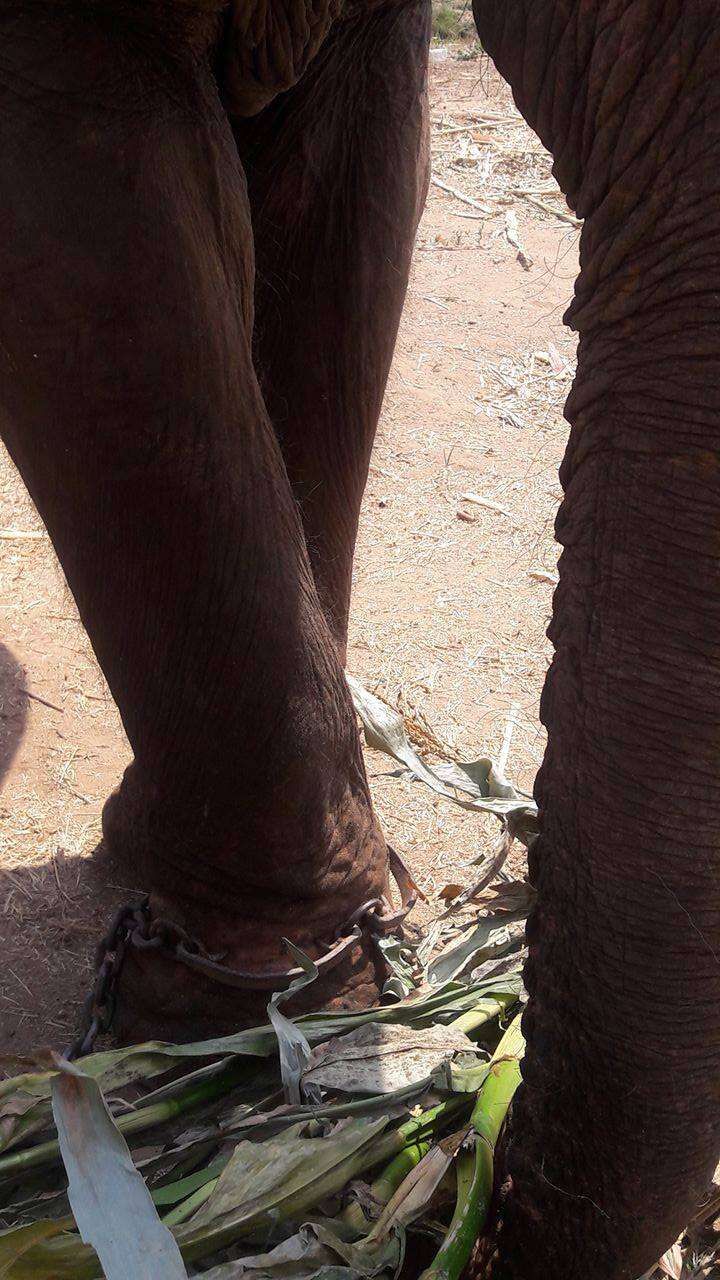 Elephant chained with spiked bracelet