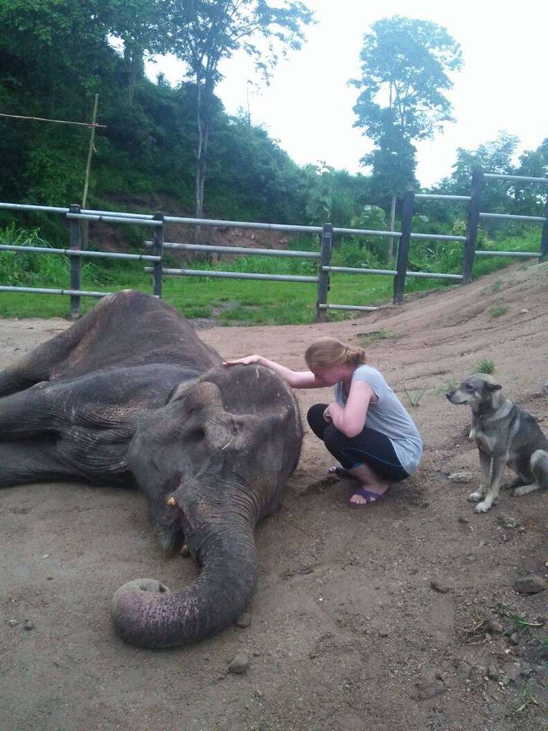 Elephant saved from giving rides passes away at sanctuary