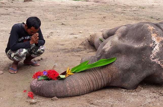 Elephant saved from trekking camp mourned at funeral