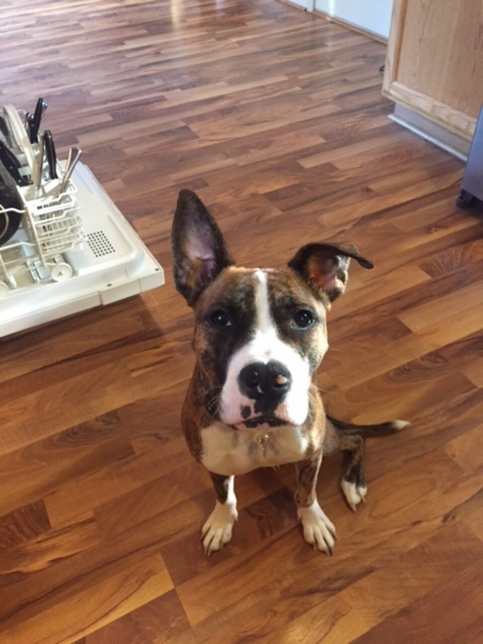 Abandoned Dog Goes Home With The Cop Who Saved Her The Dodo