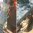 Fisherman Catches A Rare 'Ghost' Lobster — And Sends Her Back Home 