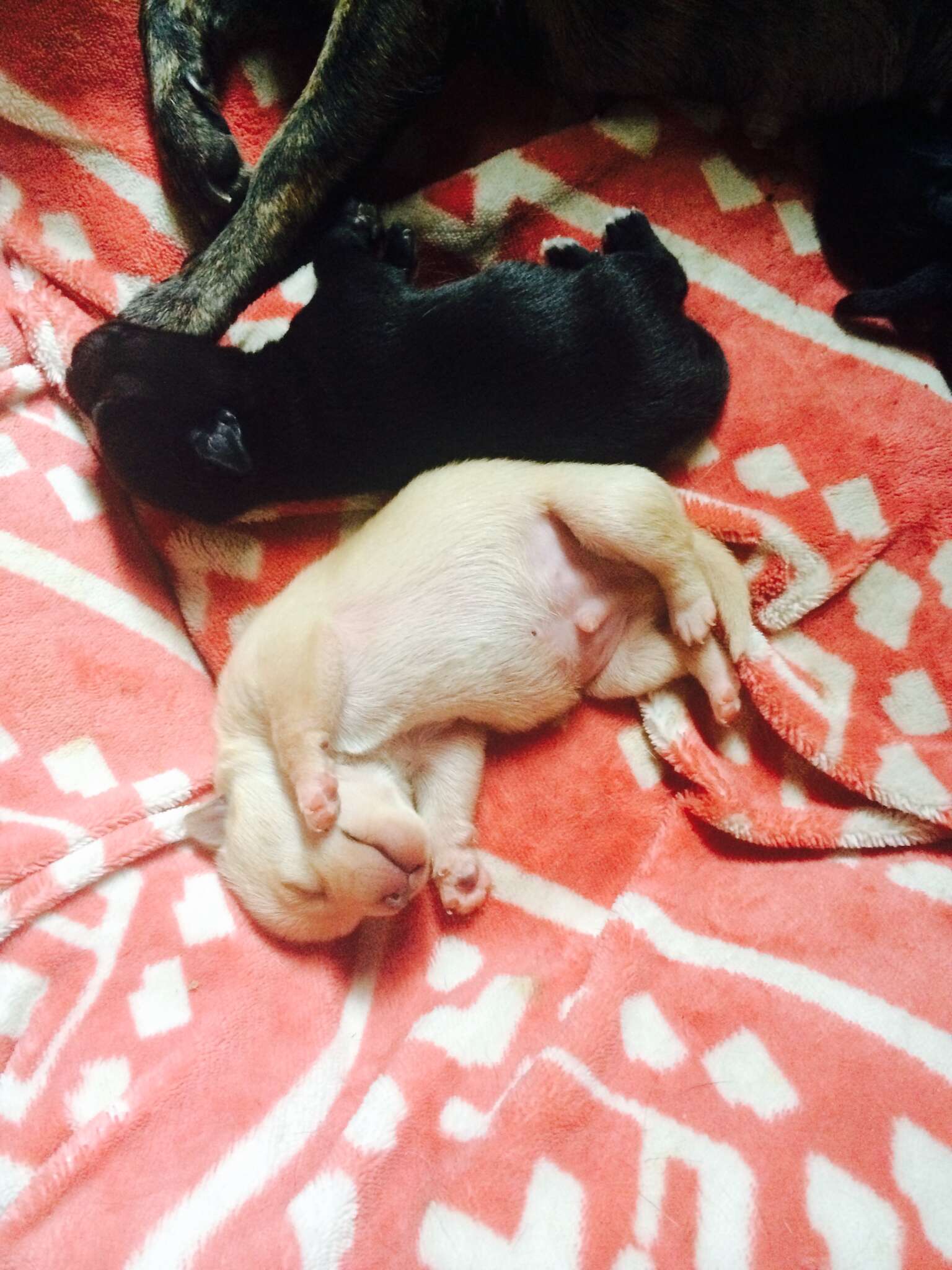 Chihuahua puppies saved from the streets