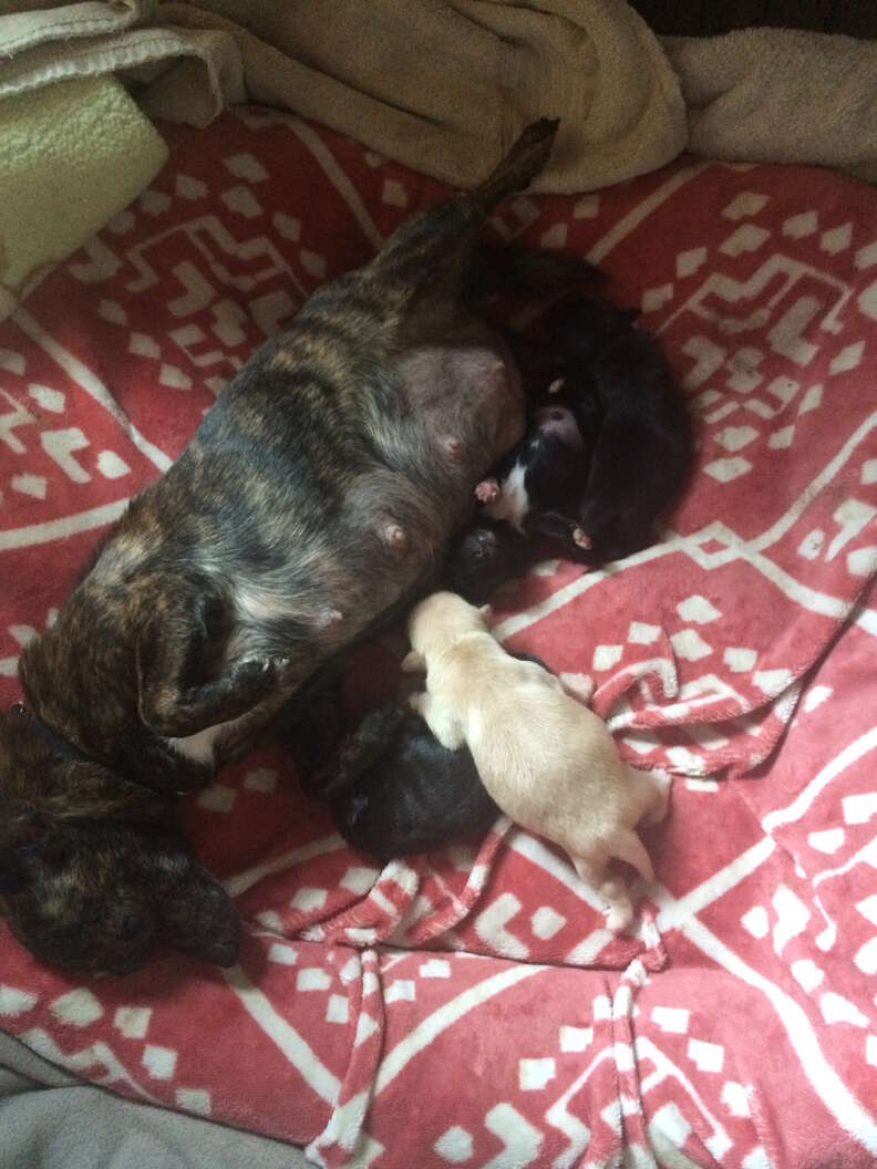 Foster Chihuahua nursing her puppies