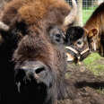 Baby Cow Befriends A Blind Buffalo