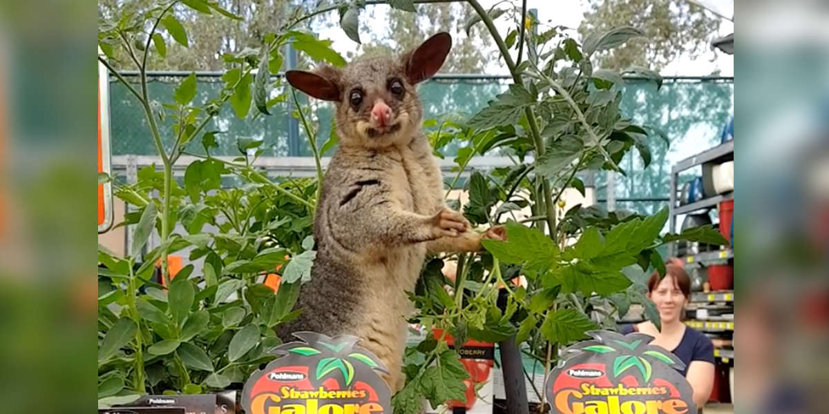 Hungry Possum Caught Sneaking Into His Favorite Store — Again - The Dodo